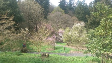 Magnolia Garden in Hoyt Arboretum, Portland, OR